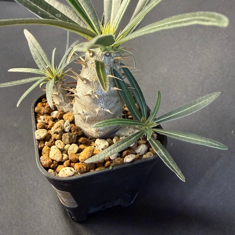 グラキリス　実生　13 グラキリス 実生 13 j | HANDS PLANTS