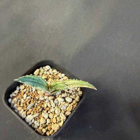 アガベ　チタノタ　白鯨錦　⑧