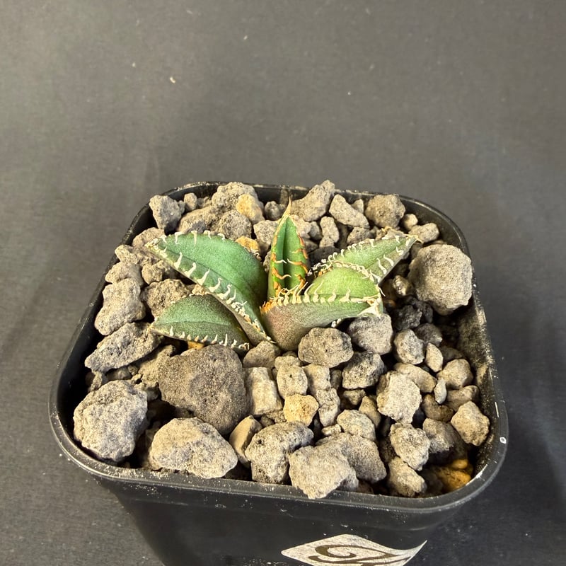 アガベ チタノタ 金蟾（きんせん）子株 | HANDS PLANTS