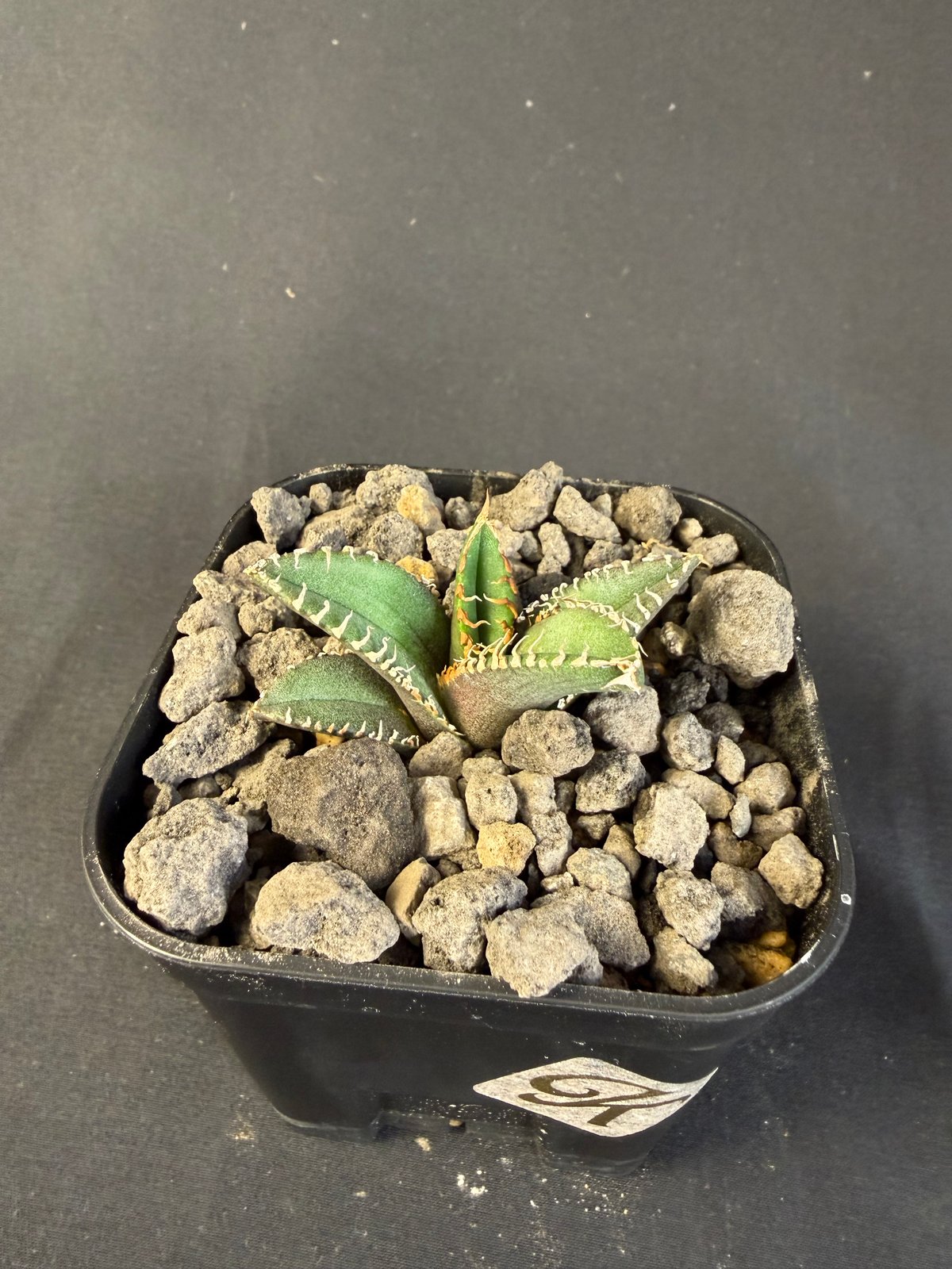 アガベ チタノタ 金蟾（きんせん）子株 | HANDS PLANTS