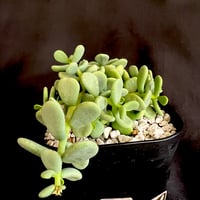 ケラリアピグマエア　実生株 雌