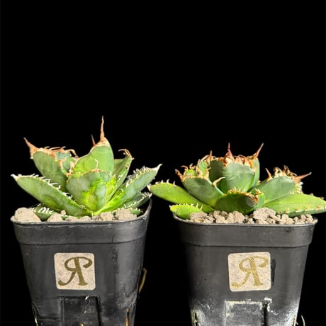 アガベsad | STORES