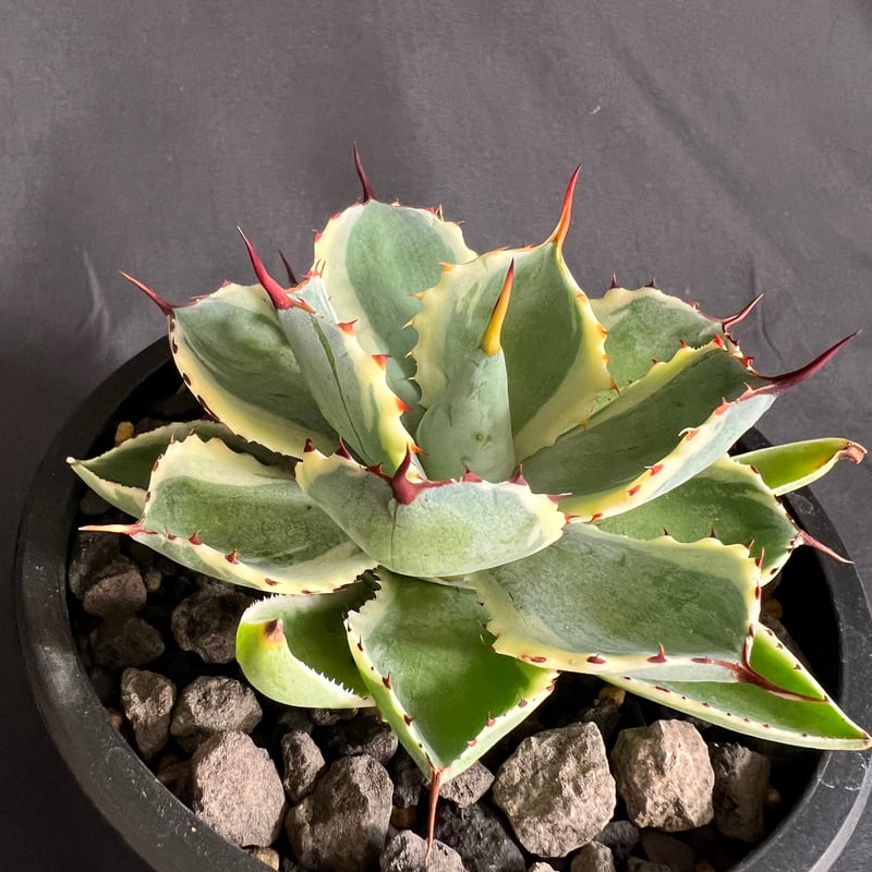 アガベ 吉祥冠錦 | HANDS PLANTS