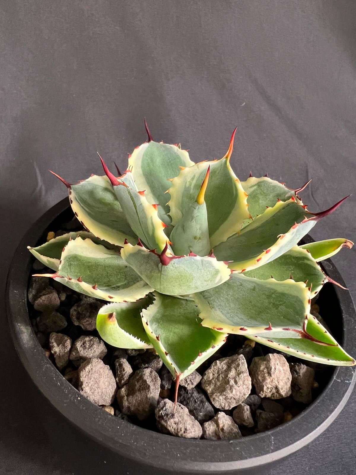 アガベ 吉祥冠錦 | HANDS PLANTS