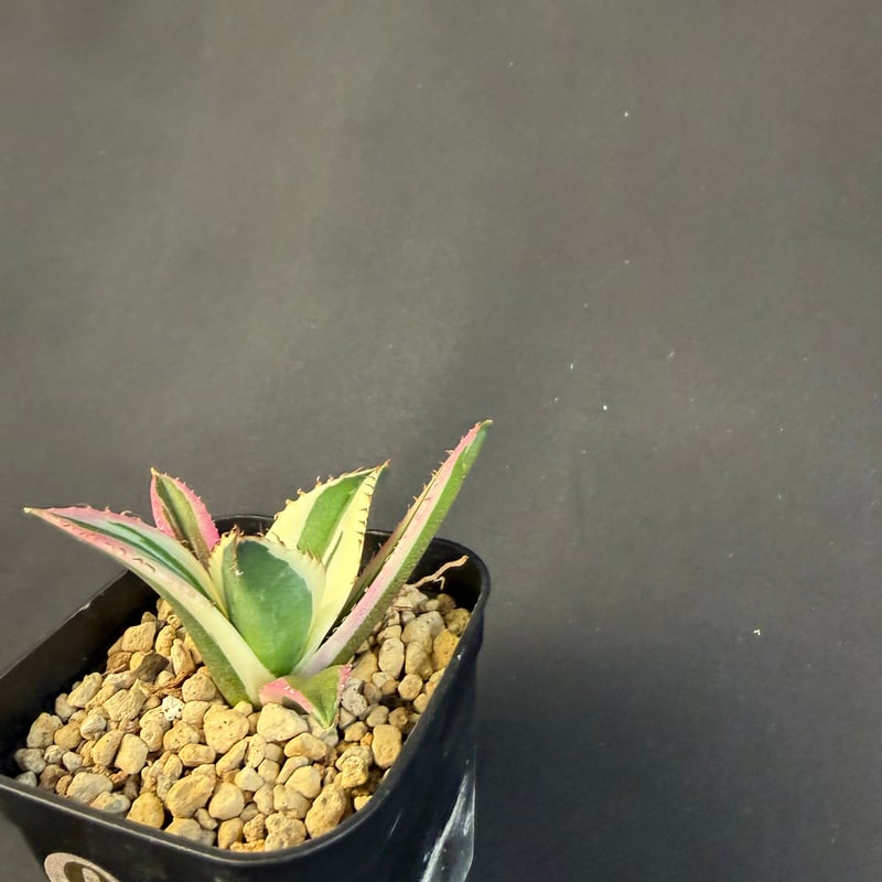 アガベ チタノタ スナグルトゥース 9017 ⅴ | HANDS PLANTS