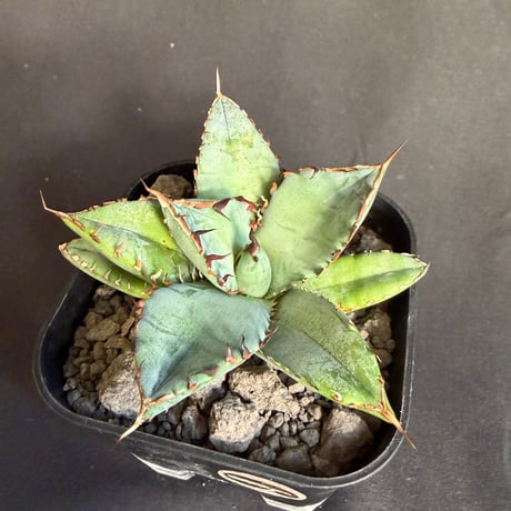 アガベ　チタノタ　鰐亀