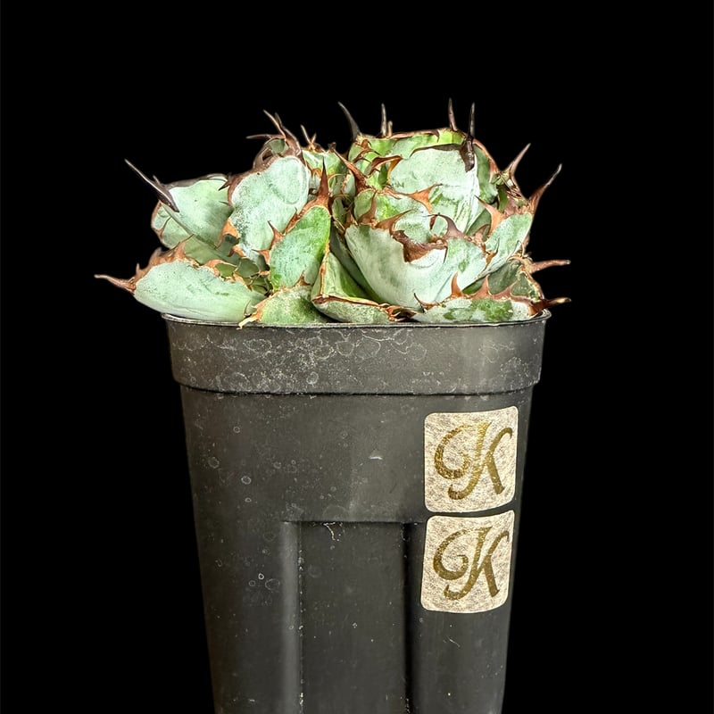 アガベ・チタノタ ブラック&ブルー胴切り株 28 | HANDS PLANTS