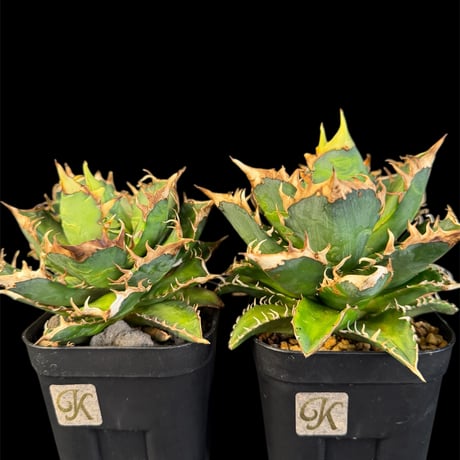 レッドキャットウィーズル | STORES