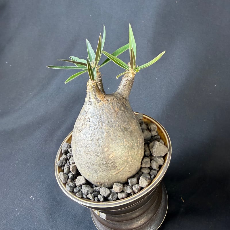 パキポディウムグラキリス 現地株 発根済み M陶器鉢 22 | HANDS PLANTS