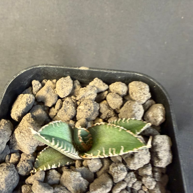 アガベ チタノタ 鰐亀（ワニガメ）子株 Ⅱ | HANDS PLANTS