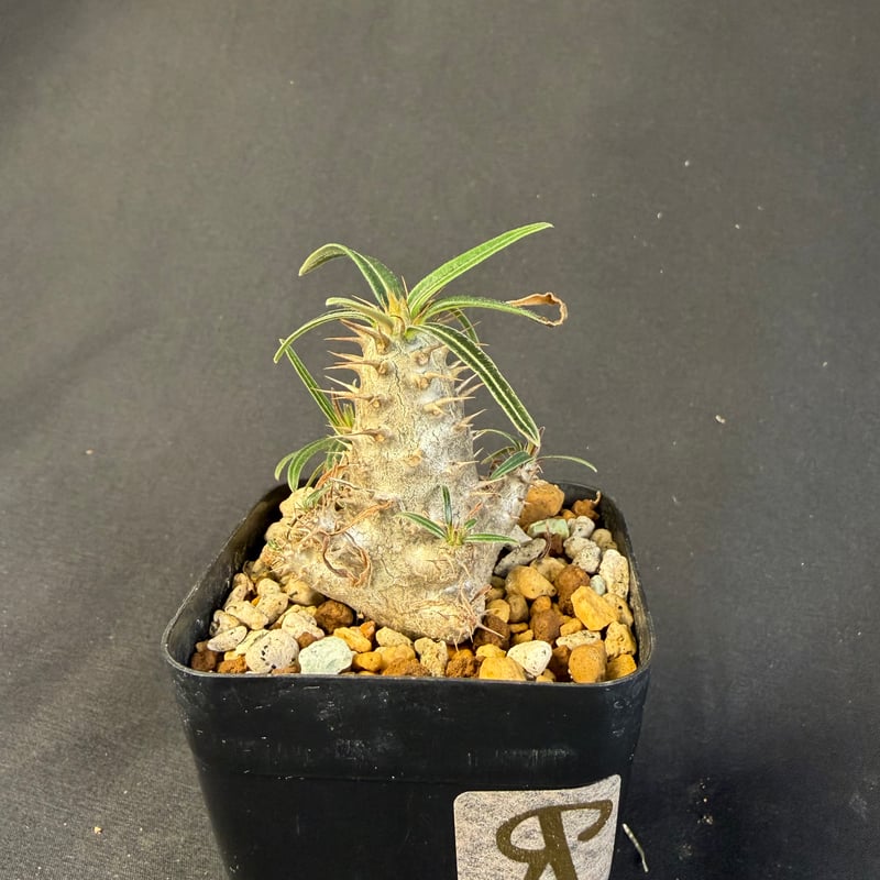 グラキリス　実生　13 グラキリス 実生 13 ny | HANDS PLANTS