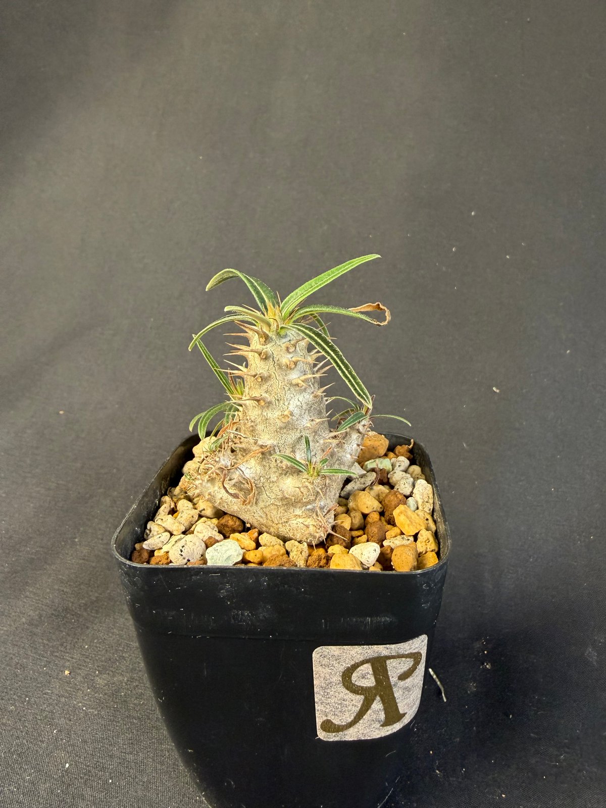 グラキリス 実生 13 ny | HANDS PLANTS