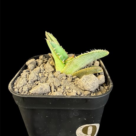 アガベチタノタ麻花龍 | STORES