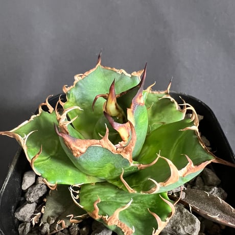 アガベ　チタノタ　シーザー  25