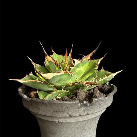 アガベハデス | STORES