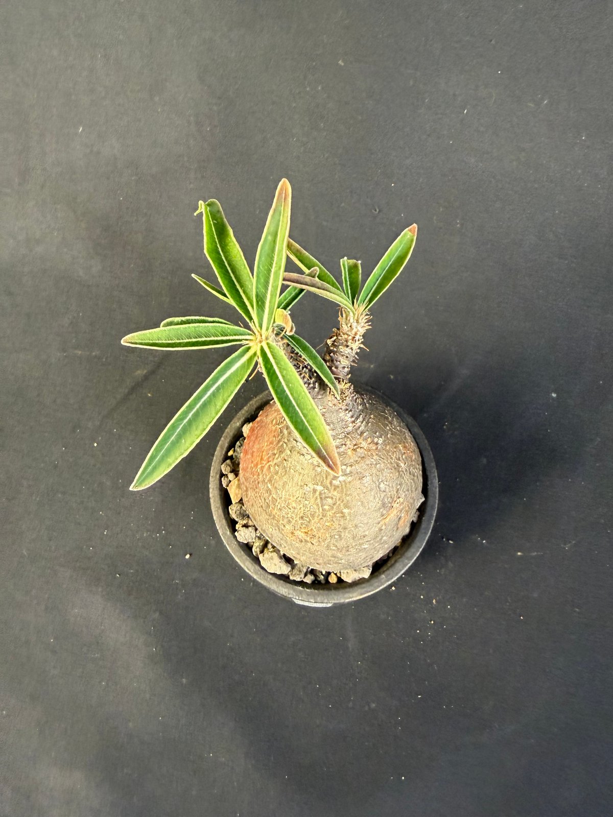パキポディウムグラキリス 現地株 発根済み 陶器鉢 M22 | HANDS PLANTS