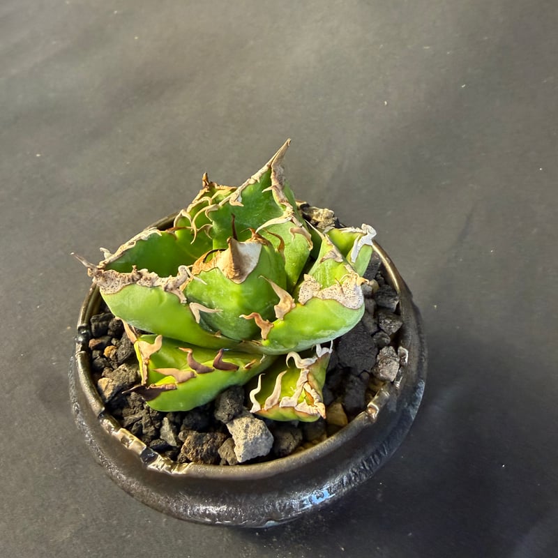 アガベ チタノタ 魔丸 鉢 64 | HANDS PLANTS