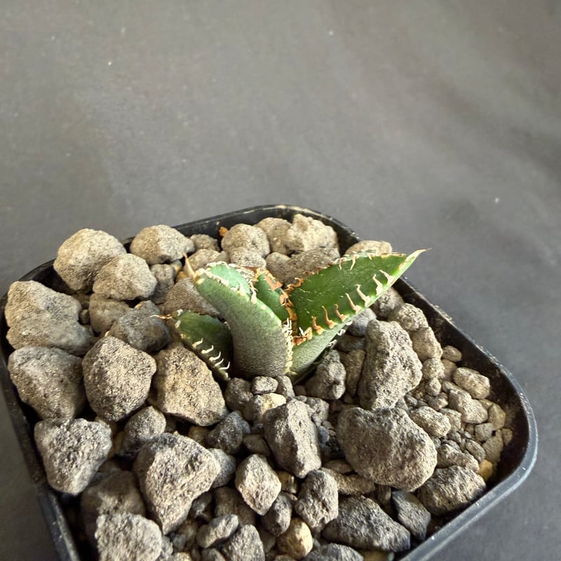 アガベ チタノタ 金蟾（きんせん）子株 ⅵ | HANDS PLANTS