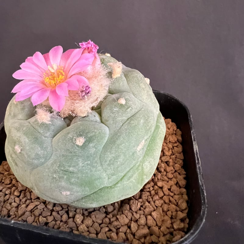 サボテン🌵ロフォフォラ銀冠玉 | HANDS PLANTS