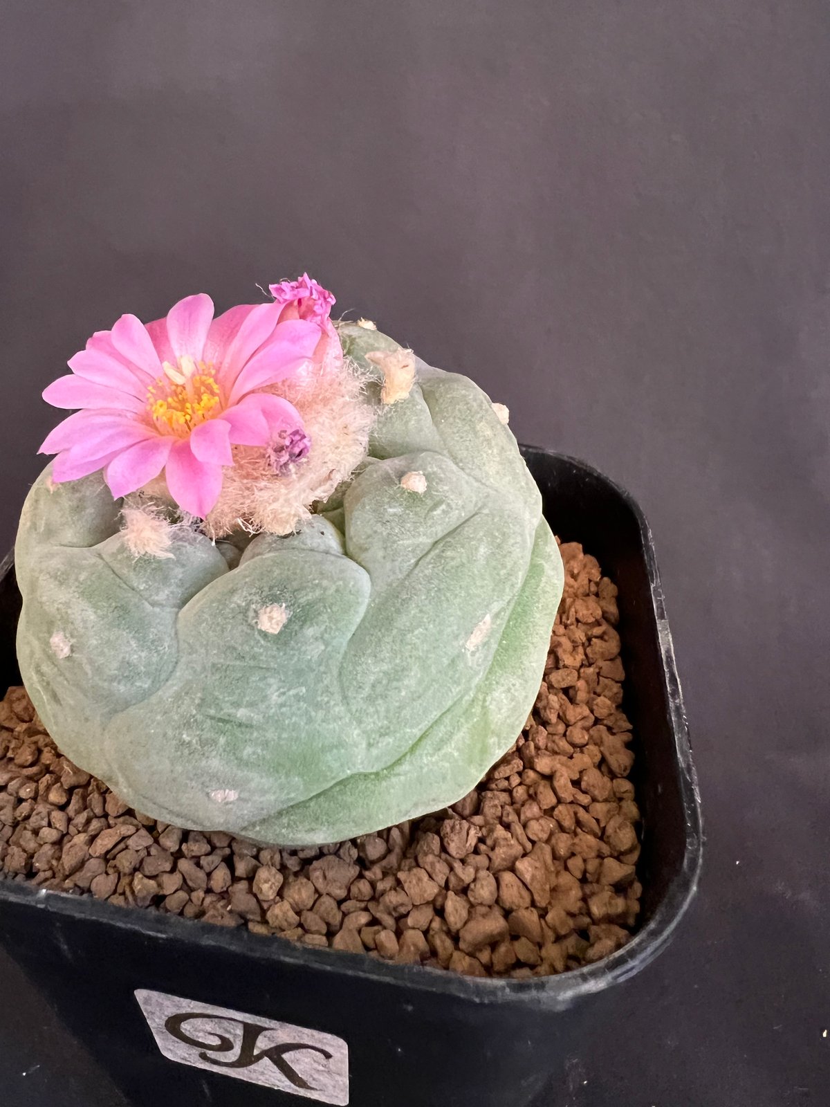 サボテン🌵ロフォフォラ銀冠玉 | HANDS PLANTS