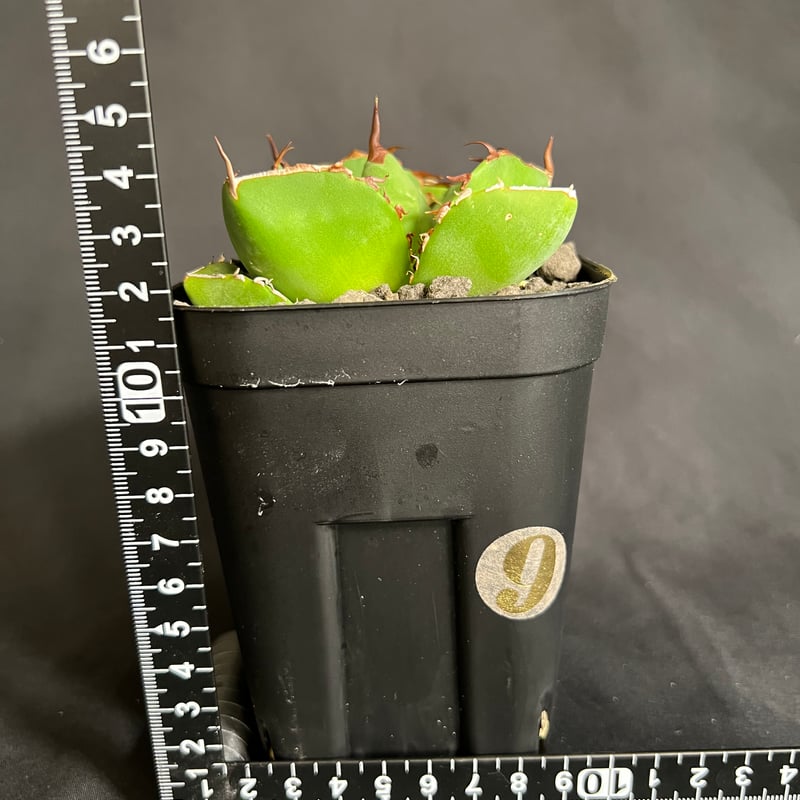 アガベ チタノタ 純血ジャガーノート | HANDS PLANTS