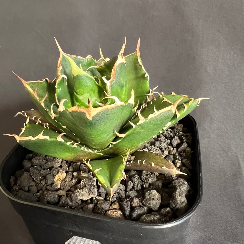 育成株 菊鉢5号 アガベ チタノタ 鬼爪 大株 アガベ チタノタ 鬼爪