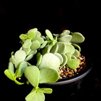 ケラリアピグマエア　実生株  5号　雄雌2株