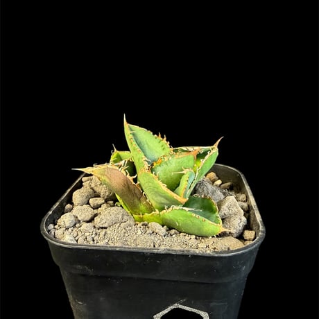 アガベチタノタ | STORES