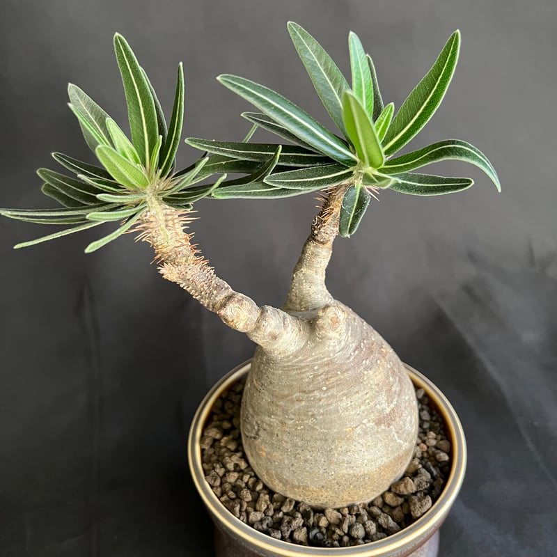 パキポディウムグラキリス 発根済 | HANDS PLANTS