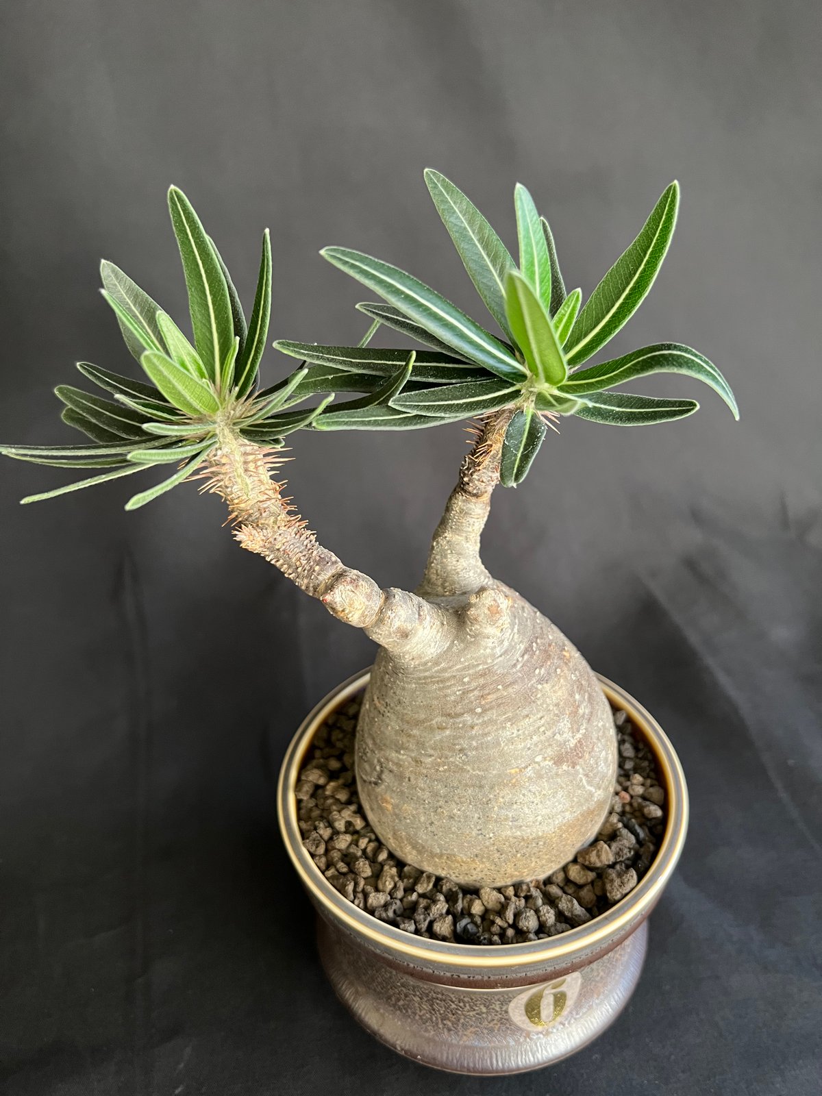パキポディウムグラキリス 発根済 | HANDS PLANTS
