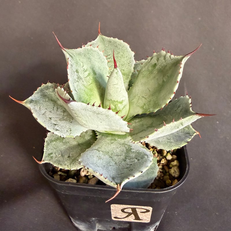 アガベコンフェデレートローズ | HANDS PLANTS