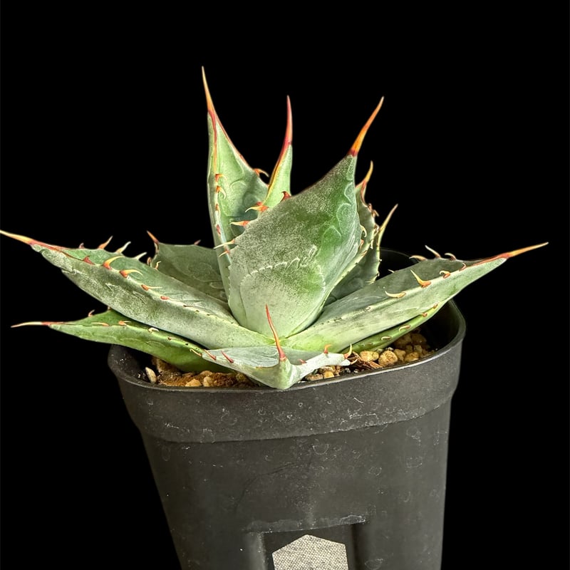 アガベ・パラサナ C | HANDS PLANTS