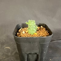 希少種 ユーフォルビア デセプタ 実生
