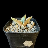 アガベ チタノタ 鰐亀（ワニガメ）子株　④