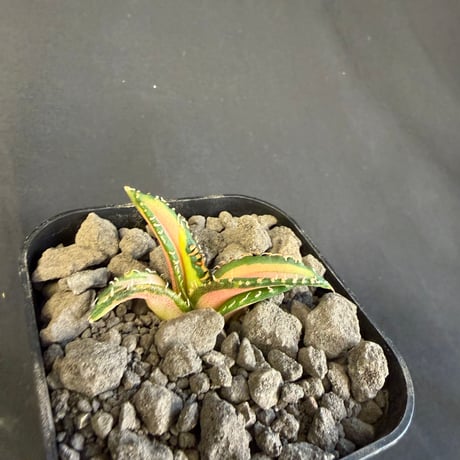 アガベ　チタノタ　白豪刺中斑錦明錦 ⑦