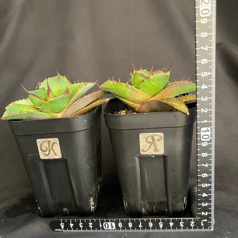 アガベチタノタ4株セット Agave titanota×isithmensis Hyb /4号