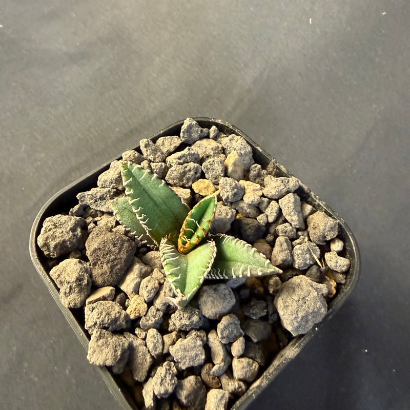 アガベ チタノタ 金蟾（きんせん）子株 | HANDS PLANTS