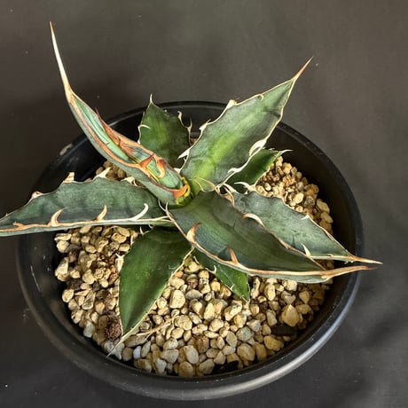 アガベ　キシロカナンサ　5号