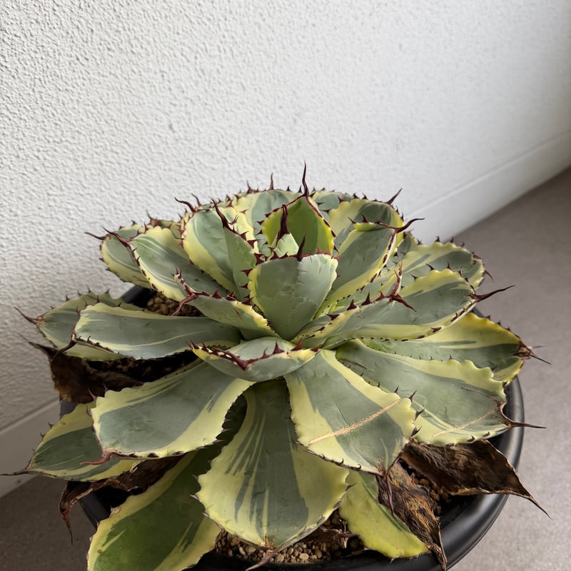 アガベ 吉祥冠錦 大株G | HANDS PLANTS