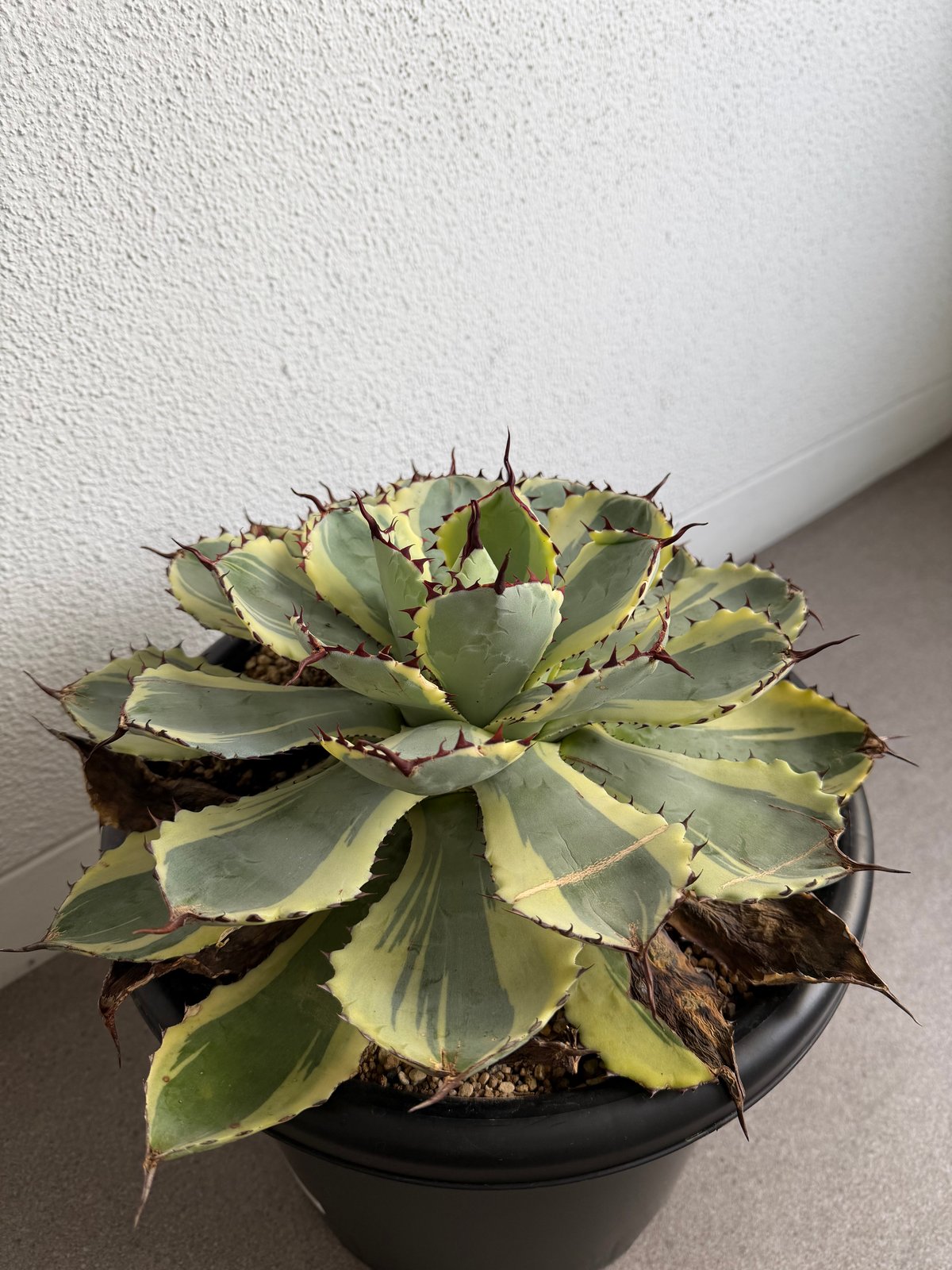 アガベ 吉祥冠錦 大株G | HANDS PLANTS