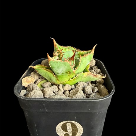 アガベチタノタハデス | STORES