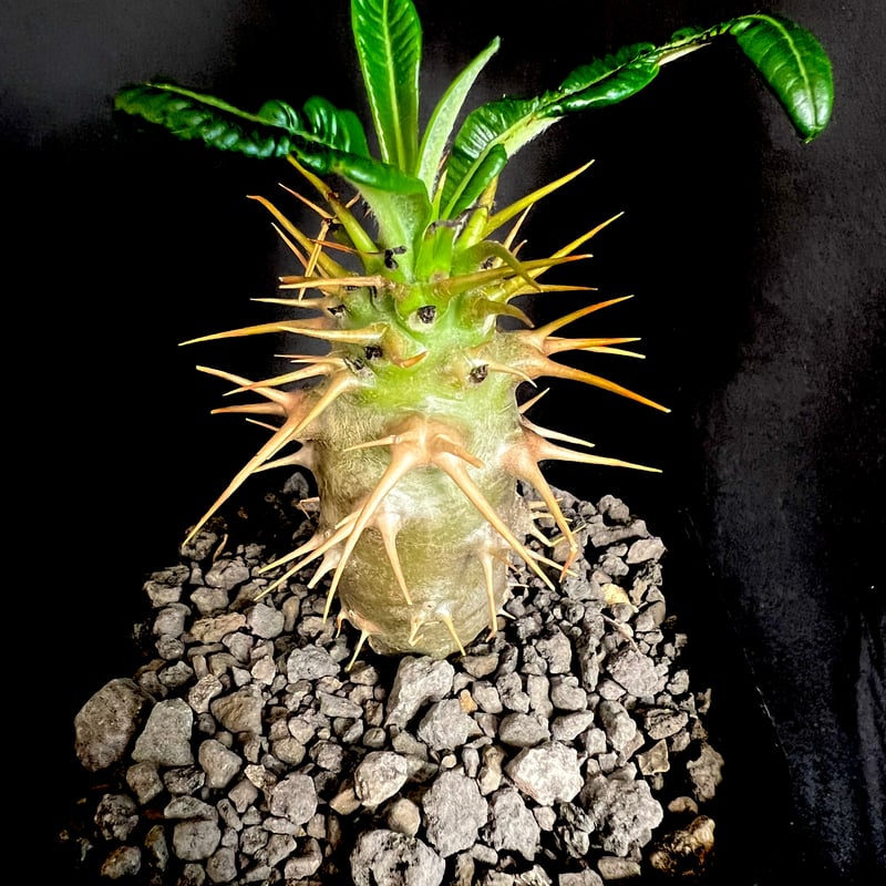 パキポディウム・アンボンゲンセ実生 | HANDS PLANTS