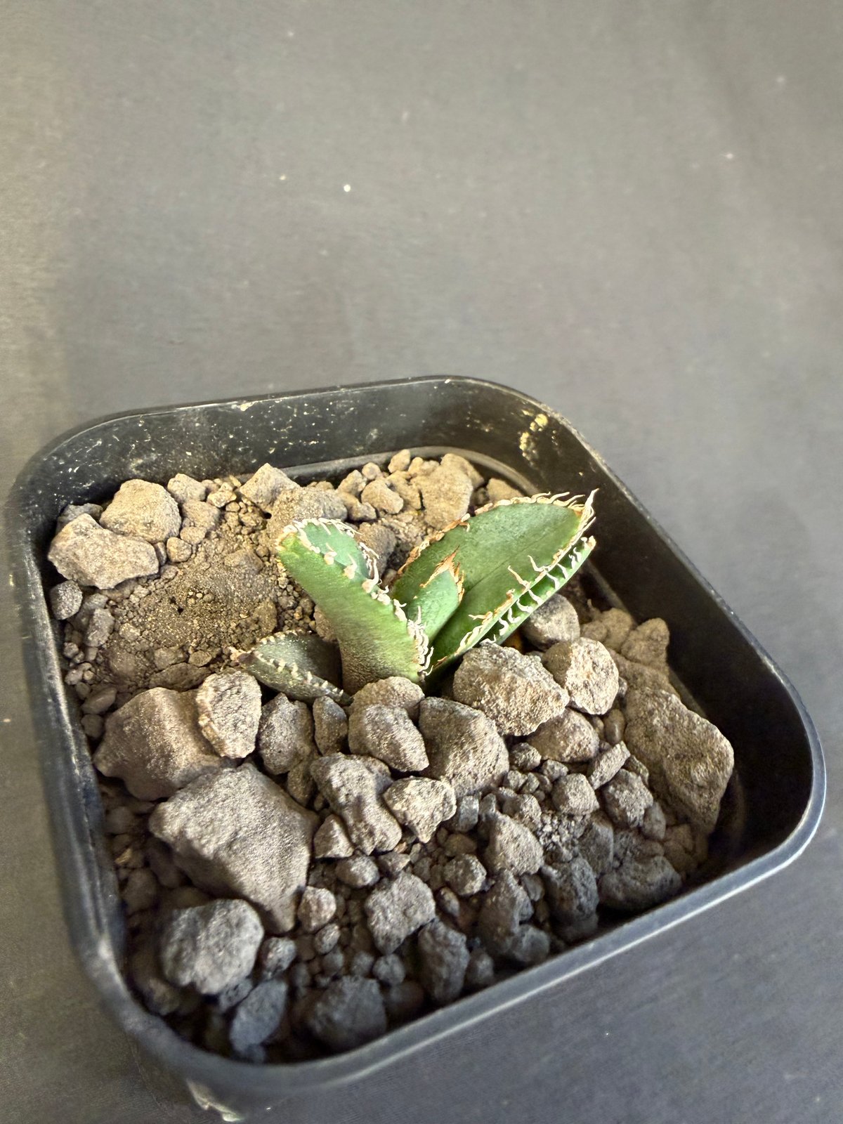 アガベ チタノタ 金蟾（きんせん）子株 ⅲ | HANDS PLANTS