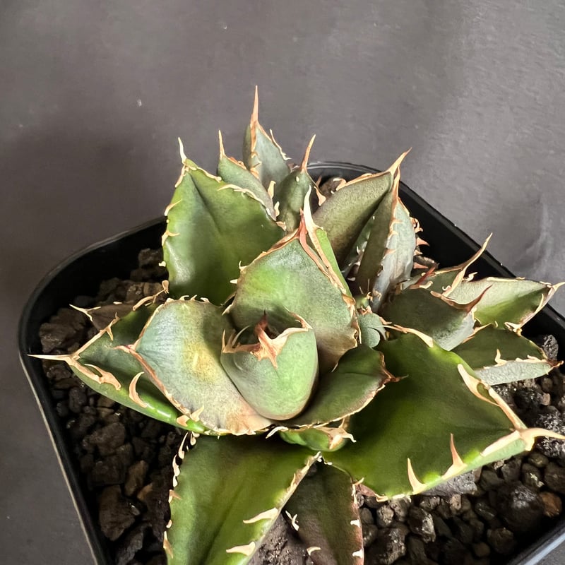 アガベ チタノタ 鬼爪 多頭 10532 | HANDS PLANTS