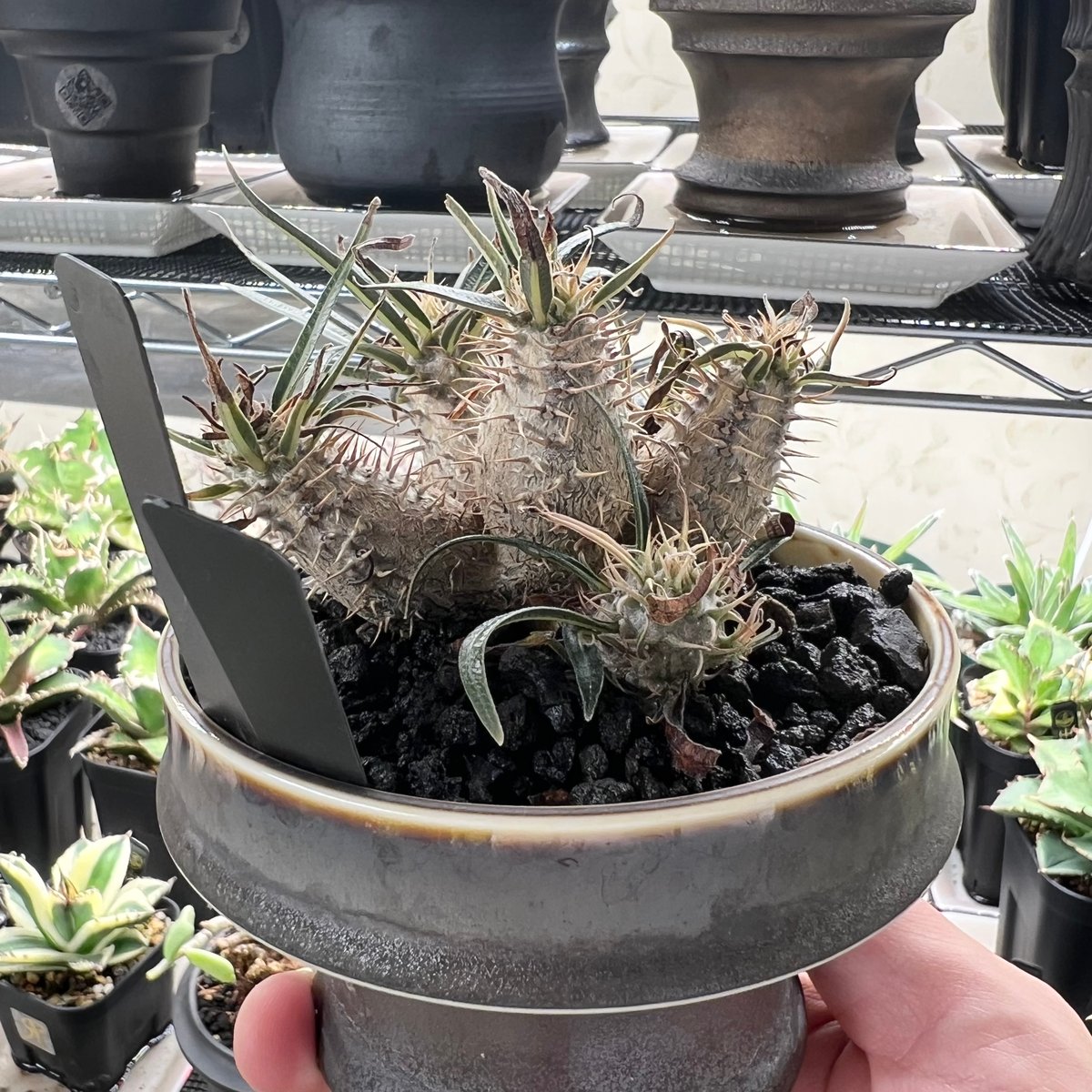 パキポディウム グラキリス多頭 実生株 | HANDS PLANTS