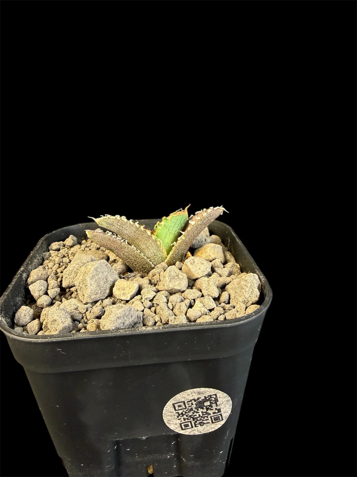 アガベ チタノタ 氷雹（ひょうひょう)子株 ⑥ | HANDS PLANTS