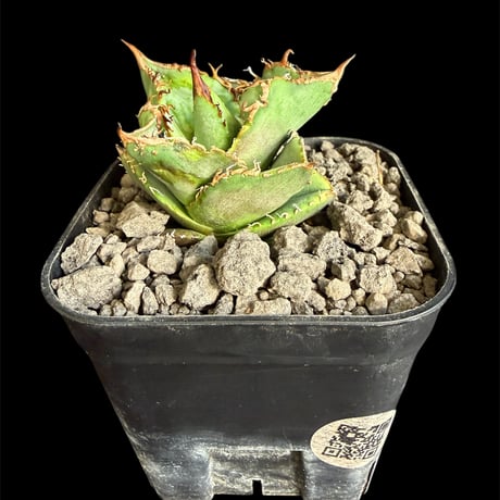 親株出品　アガベ　チタノタ　ハデス アガベ・チタノタ ハデス (黒帝斯) 中/大-019｜agave titanota