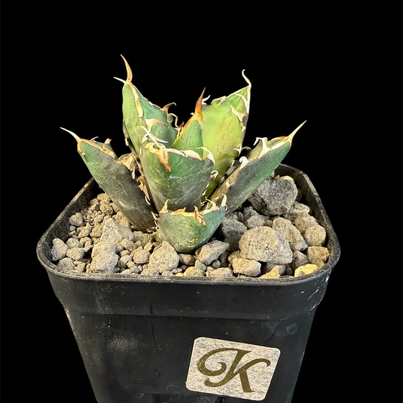 アガベ チタノタ 鬼爪 9011 | HANDS PLANTS