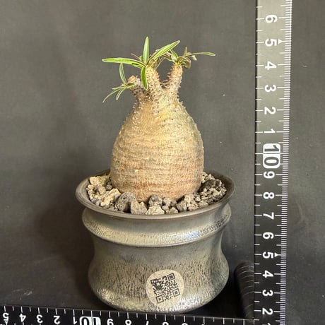 パキポディウムグラキリス 現地株　発根済み  陶器鉢M248