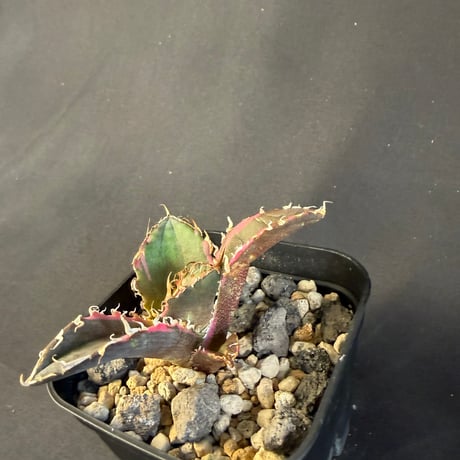 アガベ　チタノタ　白鯨錦　⑦